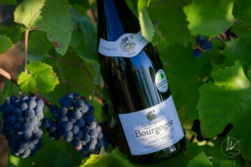 Photographie vin réseaux sociaux Compagnie de Burgondie Vignes